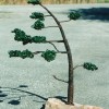 George Holancin: Bending Tree